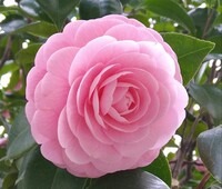 この写真のツバキの種類を教えてください 薄ピンクで 花びらが何枚もあるツバキ Yahoo 知恵袋