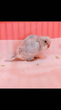 セキセイインコの種類について 昨日一目惚れしてお迎えした子 Yahoo 知恵袋