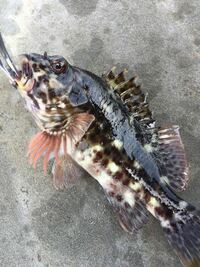 この魚の名前はなんですか カサゴかと思ったのですが顔あたりが少し違うの Yahoo 知恵袋