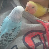 セキセイインコが服を噛んだりかじったりします 服が破れたり 穴が開いたりとかし Yahoo 知恵袋