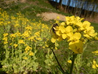 菜の花は花粉症の方でも大丈夫でしょうか Http Www D Yahoo 知恵袋