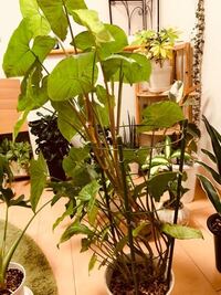 観葉植物の質問です。 - シンゴニウムを一年ほど育てていますが 