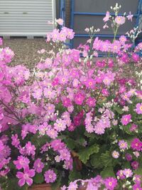 この花の名前 わかる方お願いします 花言葉もわかると嬉しいです と Yahoo 知恵袋