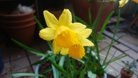 先日 テレビで水仙の花が終わった後の葉を結ぶというのを見ましたが 他の花でも同 Yahoo 知恵袋
