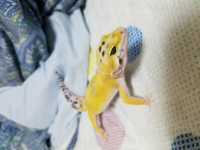 レオパのモルフについて教えてください よくスノー系 エニグマ W Y Yahoo 知恵袋