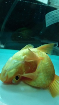最近 金魚のお腹が片方膨れ 尾がくの字になっています 直射日光の Yahoo 知恵袋