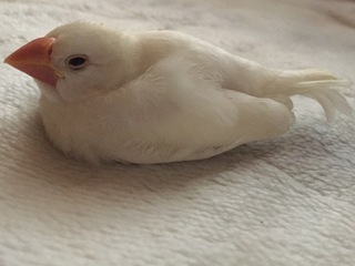 文鳥の雛について 少し聞きたいことがあります 現在 1ヶ月弱の白文鳥の雛を飼 Yahoo 知恵袋