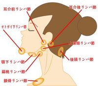 顎 しこり 押す と 痛い 顎の下のしこりの原因 Amp Petmd Com