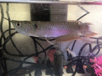 魚の尾びれは再生するのでしょうか 調べたところ再生すると書いてあったのですが Yahoo 知恵袋