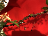 庭にあるハナカイドウの枝に赤茶色の丸い物が沢山付いています 触ると Yahoo 知恵袋