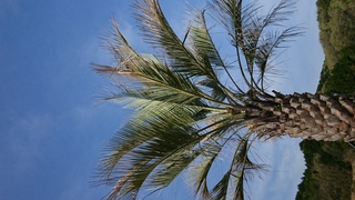 ココスヤシの葉が先端から枯れてきてます 去年の8月に我が家にやって Yahoo 知恵袋