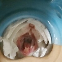 ハムスターの歯が一本なくなっていました。
一歳4ヶ月のジャンガリアンハムスターを飼っています。 
ペレットもガリガリ食べていますが、病院に行って右上を少しカットしてもらった方が良いの か悩んでいます。
今は食事が普通に出来ているので、カットすることで食事がしにくくなるかなどとの懸念があります。
殻付きの小鳥のエサも今は器用に剥いています。
回答お願い致します。