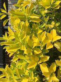 はるさきの黄色い葉っぱの植物は 何ていう植物でしょうか オウゴンマサキ Yahoo 知恵袋