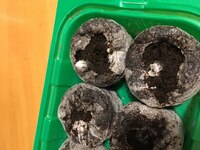 モンステラの発芽について教えてください 植物の栽培についてはほとんど知識があ Yahoo 知恵袋