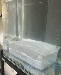 ベタ水槽 水流弱める際に関してベタを17cm ５リットル水槽で Yahoo 知恵袋