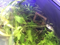 閲覧注意アベニーパファーが死んでしまいました 拒食になり ぐった Yahoo 知恵袋