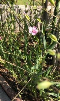 お花を冷凍したいです そのまま凍らせたら変色すると思い 水の Yahoo 知恵袋