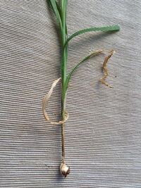 猫草ってすぐ枯れませんか うちでは一週間くらいで全滅します 出来るだけ長持ち Yahoo 知恵袋