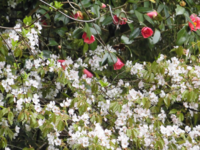 桜茶を作ろうと思うのですが 桜の種類はソメイヨシノでもいいのですか あと Yahoo 知恵袋