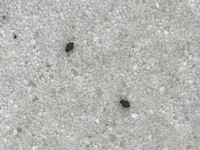 家のコンクリートと玄関に小さい虫が大量発生してしまいました 家の中にまで侵入 Yahoo 知恵袋