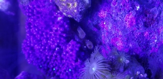 サンゴのスターポリプが近ごろこの４日ほど開いてくれません 見ると下に何やら潜 Yahoo 知恵袋