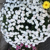 この植物の名称を教えてください 小さい菊のようなんですが かわいいです Yahoo 知恵袋