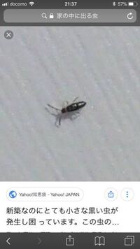 今日水換えしてる途中に水槽にトビムシを見つけました できるだけ沢 Yahoo 知恵袋