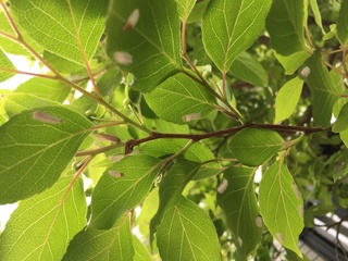 ヒメシャラの木の葉の裏に白い小さな虫が大量発生しています 全体の8 Yahoo 知恵袋