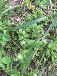 この白い花の雑草の名前を教えて下さい 田舎の畑に小さい頃から Yahoo 知恵袋 この白い花の雑草の名前を教えて下さい 田舎の畑に小さい頃から Yahoo 知恵袋