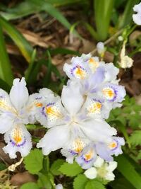 シャガの花が咲きません シャガを育てたことがあられる方 研究 Yahoo 知恵袋