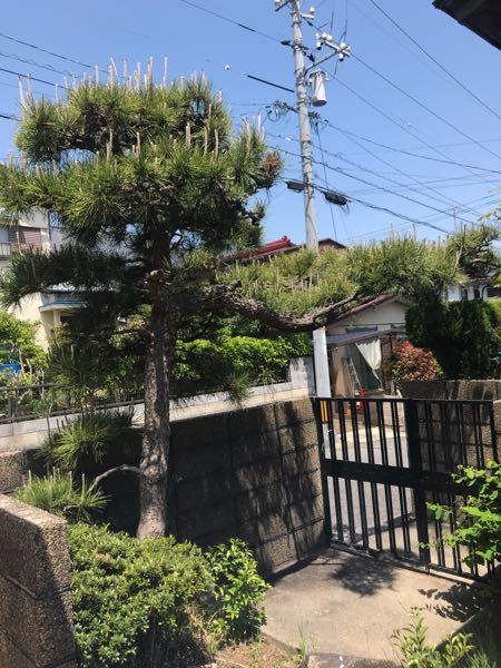 玄関先に松の木があります。 - 古い家屋なので植えてから多分40