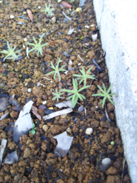 この芽は何ですか 教えて下さい 去年の冬で枯れるまでこの花壇では ケイ Yahoo 知恵袋