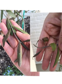 オリーブの木 葉が落ちる症状について 屋外 鉢植えで育てているオリーブ Yahoo 知恵袋