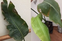 この観葉植物は元気になりますか 観葉植物の葉が枯れたようになってしまい Yahoo 知恵袋