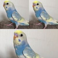 ピンク色のセキセイインコはいるのですか ノーマルのセキセイインコの羽の Yahoo 知恵袋