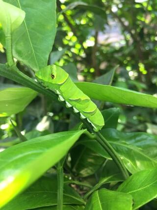 みかんの木についているこの幼虫は何ですか みかんの木にとって害虫でしょうか Yahoo 知恵袋