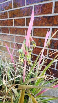 コスモスは2日で枯れると聞いたことがあるのですが 本当ですか 調べても見つ Yahoo 知恵袋