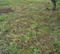 オレンジのケシ ポピーのような雑草ナガミヒナゲシが 昨年数本出たのが Yahoo 知恵袋