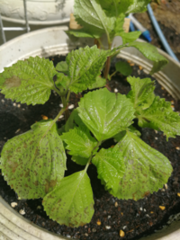 家庭菜園の野菜にシャボン玉がかかってしまい葉っぱに黒いシミがたくさ Yahoo 知恵袋