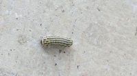画像注意 虫が嫌いな方は見ないで下さい 今回 自宅付近にある幼虫が大量発生して 教えて 住まいの先生 Yahoo 不動産