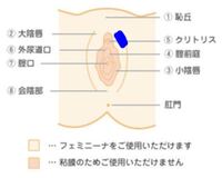 外陰部 の皮膚がかゆいです 粘膜は全くかゆくありません 写真で青く塗っ Yahoo 知恵袋