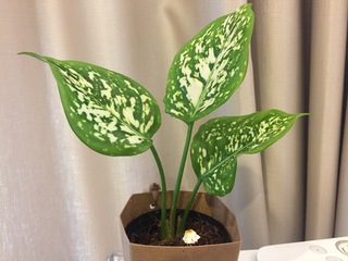 画像あり 観葉植物の名前を教えてください 大きめの葉に白い模様が特徴的です Yahoo 知恵袋