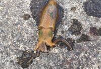今朝このイカが釣れたんですけど どなたか魚介類に詳しい方 このイカが何の種類 Yahoo 知恵袋
