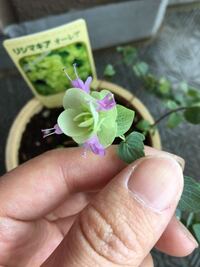ジギタリスについてお教え下さい 今年買って地植えにしたジギタリスの苗が全く伸び Yahoo 知恵袋