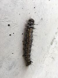 この毛虫 何の幼虫でしょうか 黒い体に白い毛 大きいもので5cm Yahoo 知恵袋