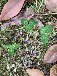 うさぎに四つ葉のクローバーを食べさせても大丈夫ですか 先 Yahoo 知恵袋