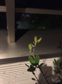 オリーブについて質問です 室内の鉢植えのオリーブなのですが 写真のように Yahoo 知恵袋