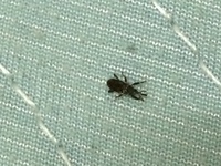 夏によく見かけるこの小さい黒い虫ってなんなのでしょうか触角が目立ちます Yahoo 知恵袋