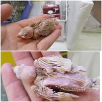 シナモン文鳥の雛ですが お店の方はレッドブラウン文鳥だと思うとの見 Yahoo 知恵袋