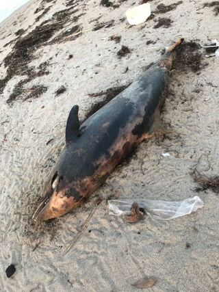 今日海岸で大きな死骸を見つけたのですが イルカっぽいけど大きな魚って言われた Yahoo 知恵袋